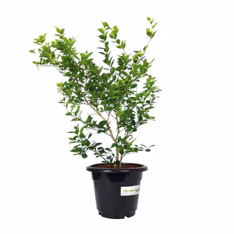 Omani Lemon