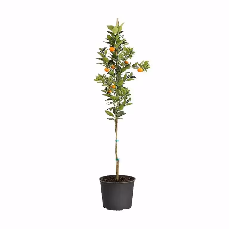 Calamondin