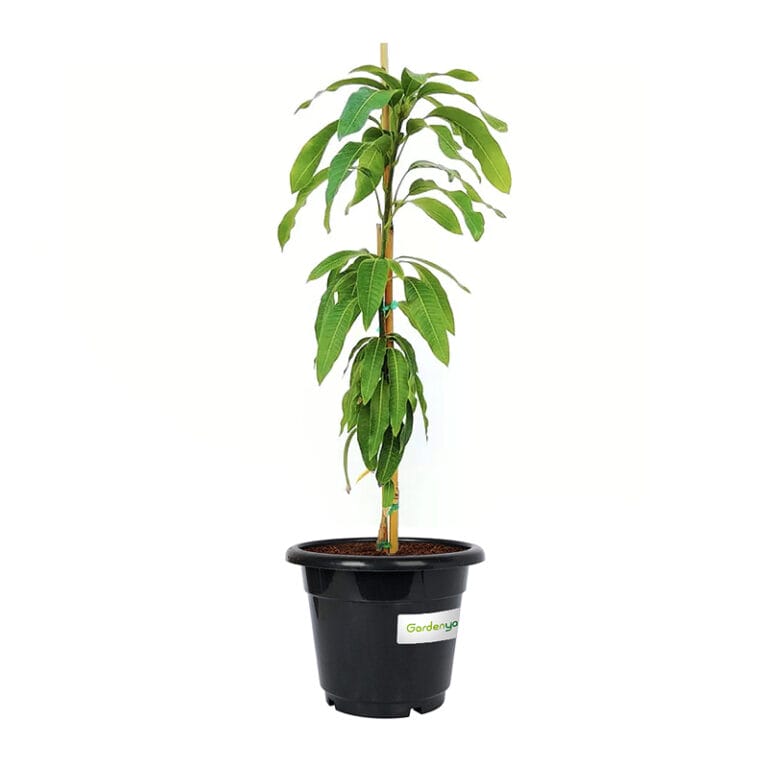Mango Tree