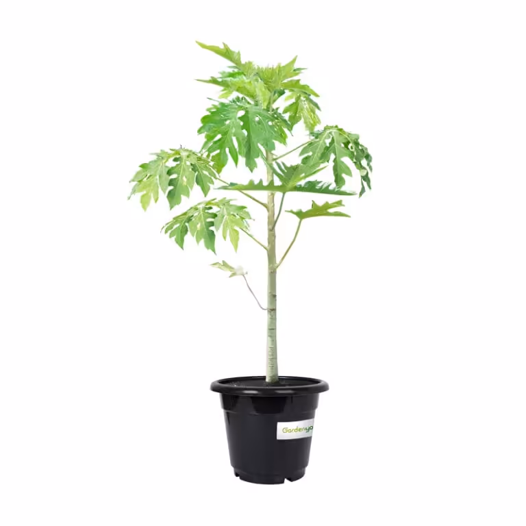 Papaya