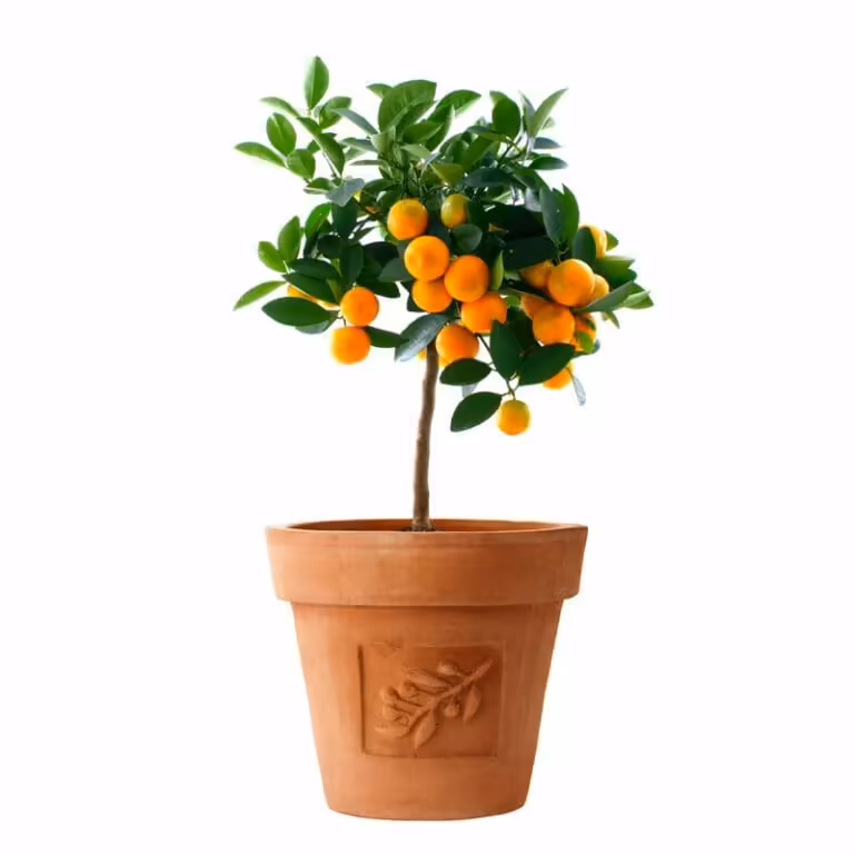 Orange-Citrus Sinensis