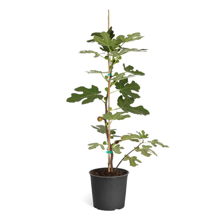 Fig Tree
