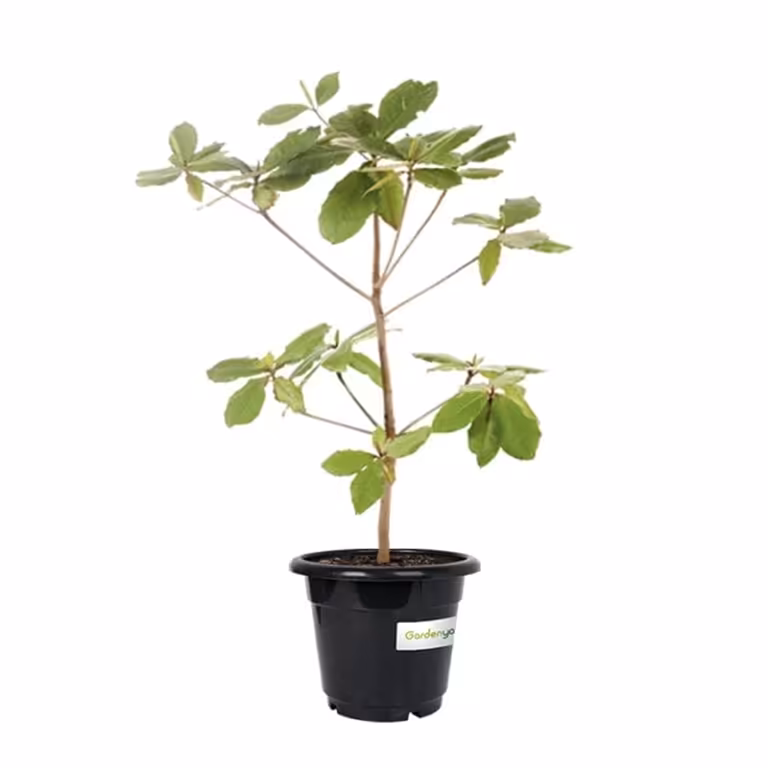 Terminalia Catappa