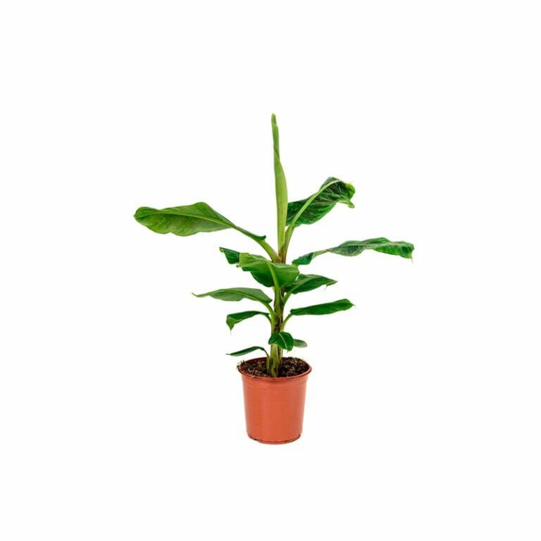 Banana Musa
