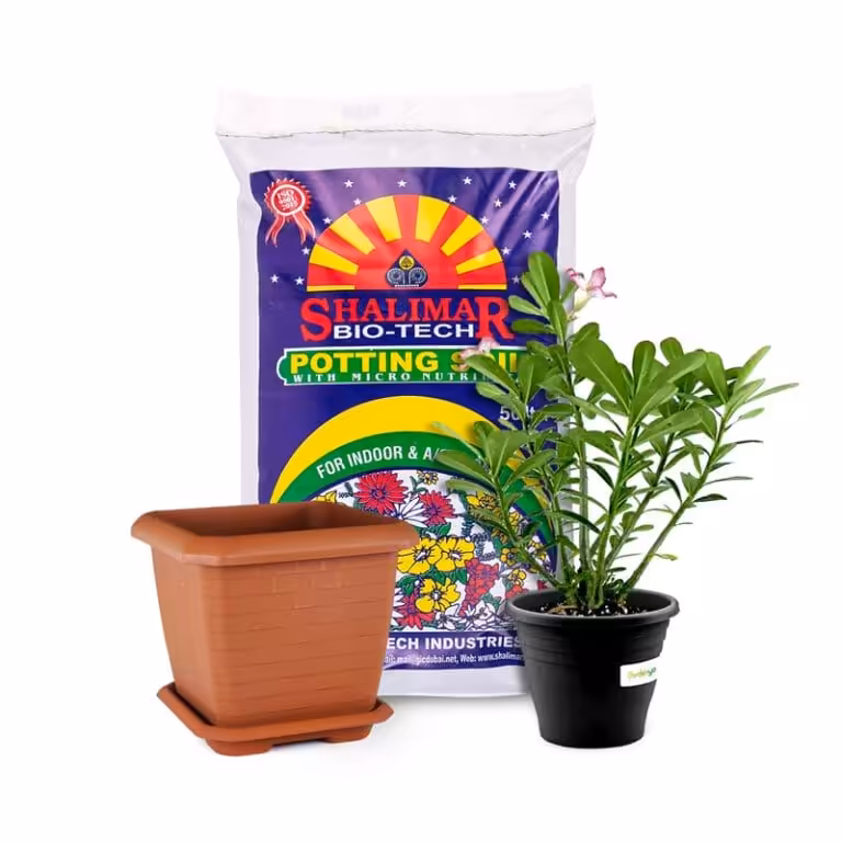 Desert Rose Bundle