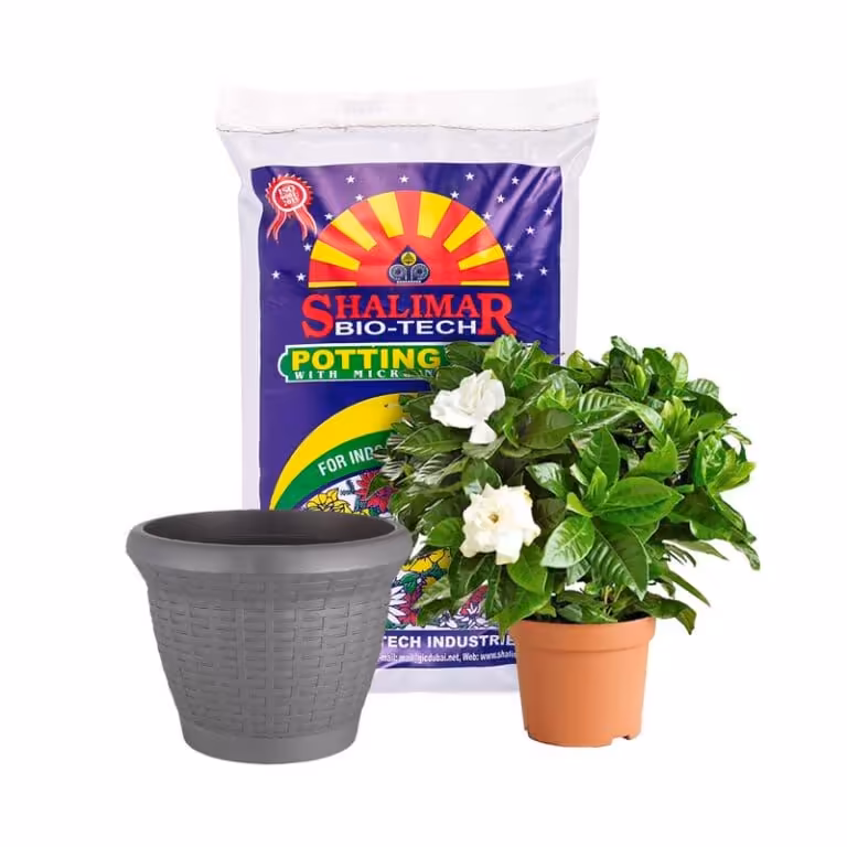 Gardenia Bundle
