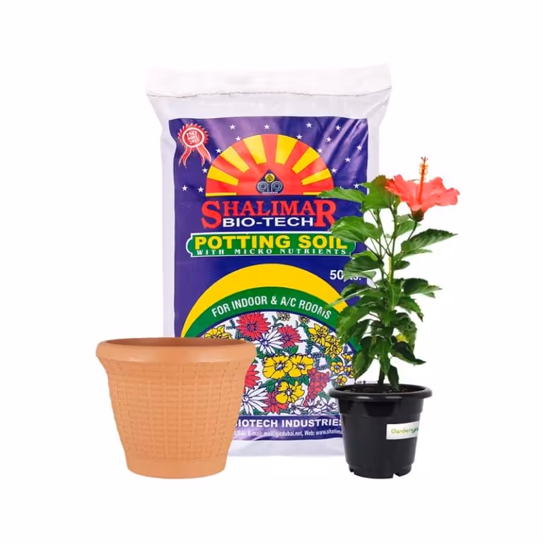 Hibiscus Bundle