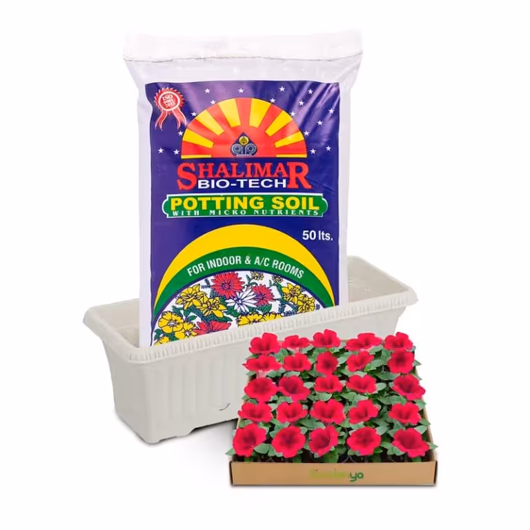 Petunia Bundle