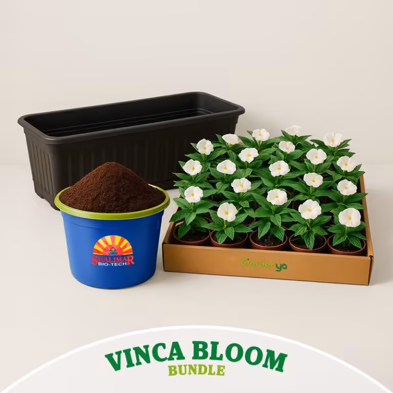 Vinca Bloom Bundle