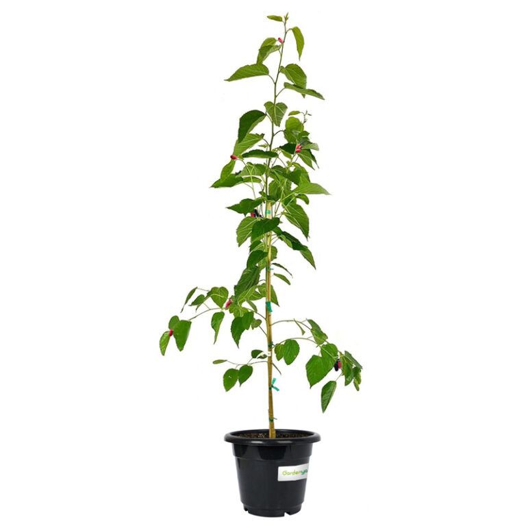 Mulberry